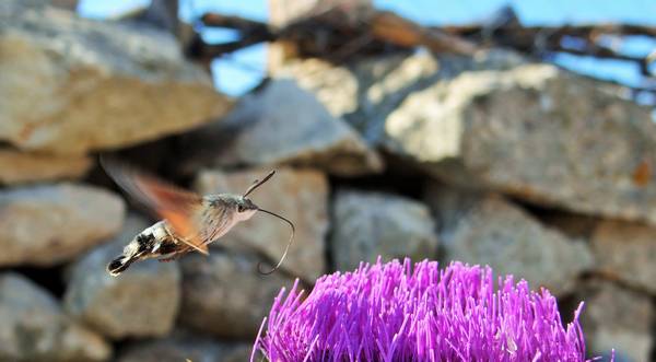 Natuurreizen naar Lesbos - Foto Dirk Raes