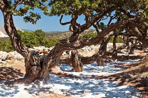 De gestolde tranen op het geurende eiland Chios - Foto Shutterstock